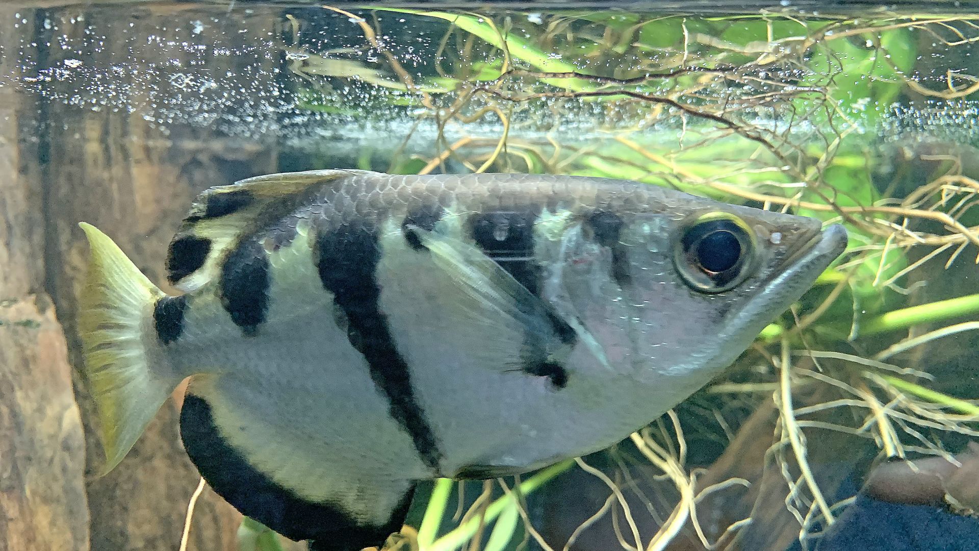 45 espèces de poissons d'aquarium d'eau douce - Guide Aquarium