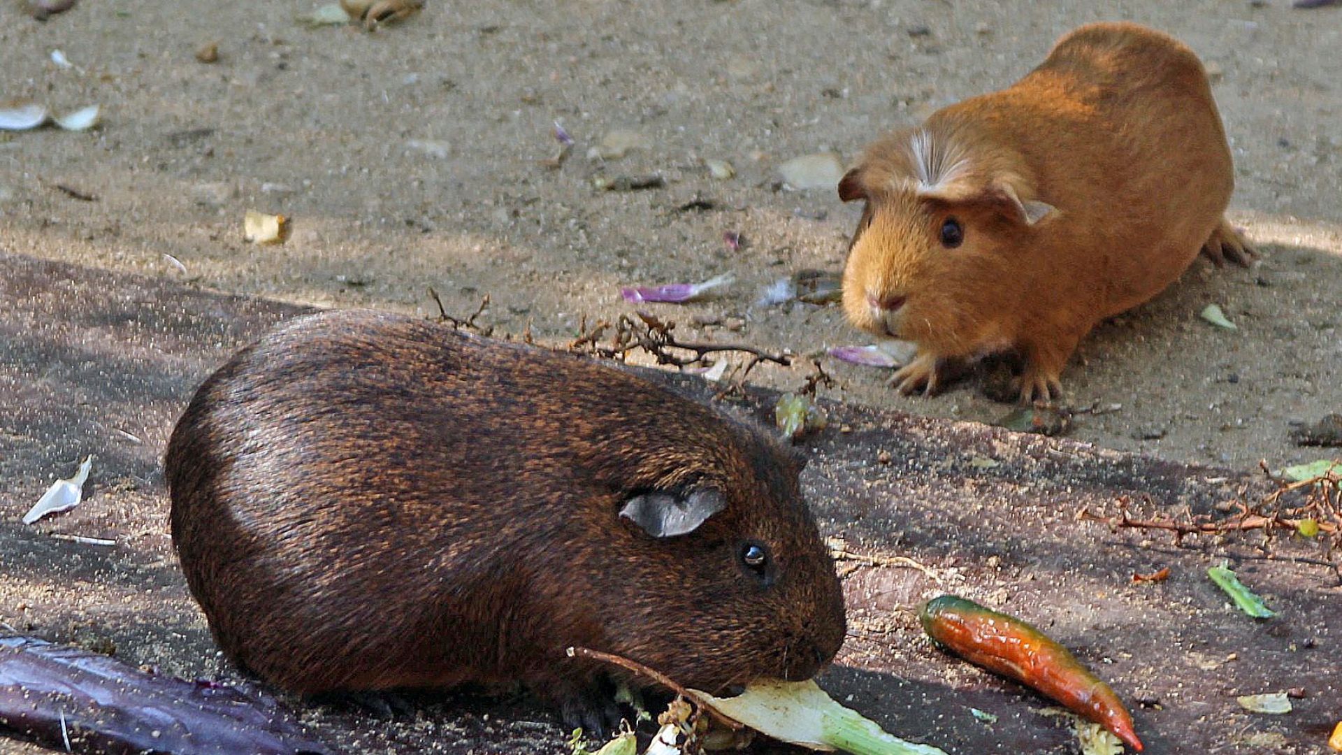 Le cobaye ou cochon d'inde