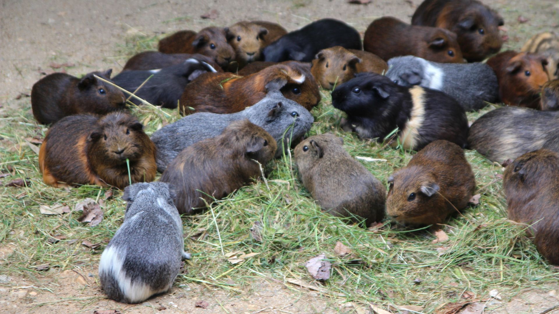  Cochon d'Inde (FOCUS ANIMAUX DOMESTIQUES) (French