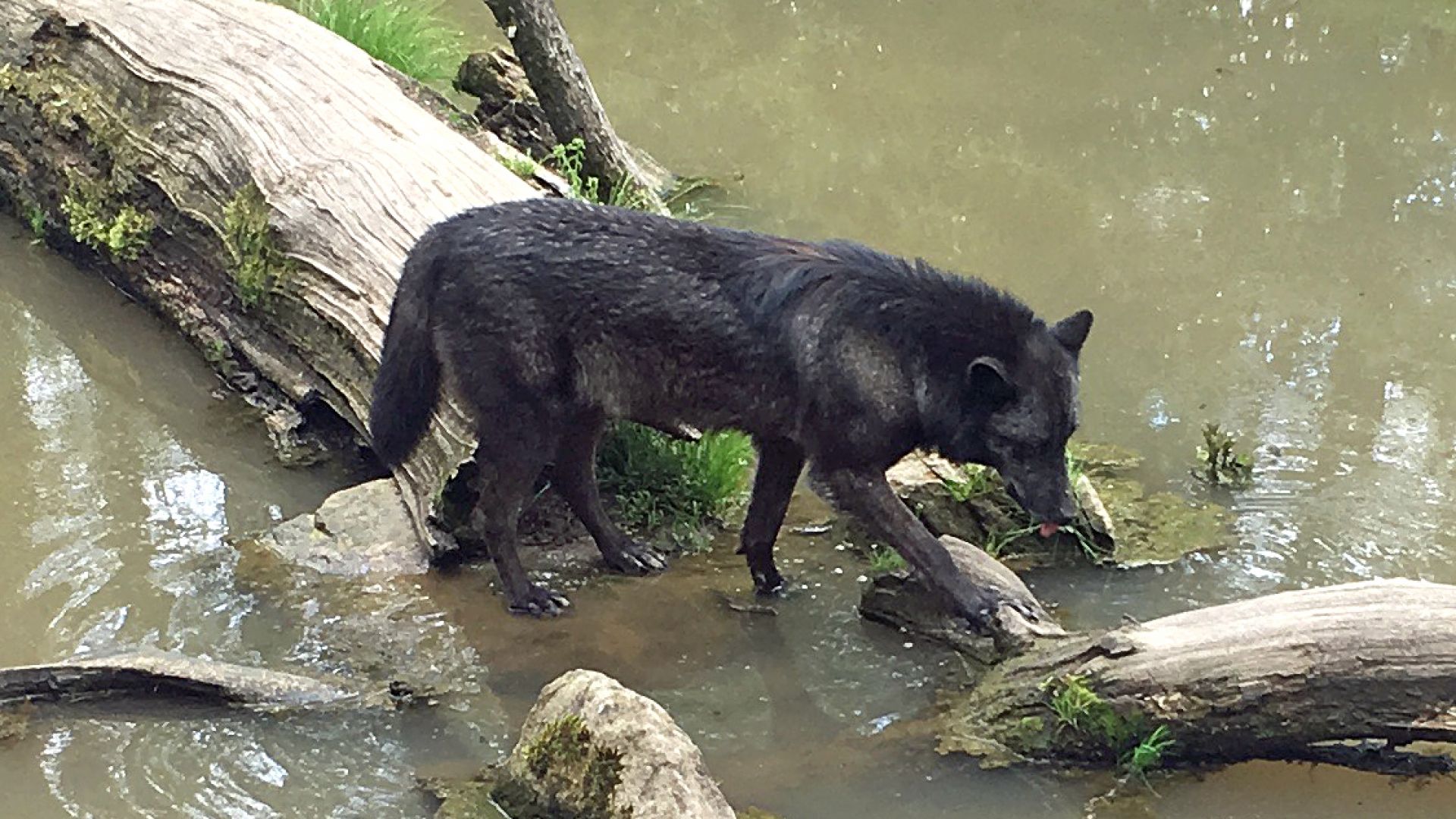 La plus grande meute de loups d'Europe