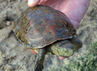 Une tortue émyde lépreuse adulte près d'une source au Maroc