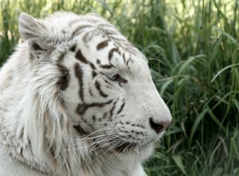 Tigre blanc royal du Bengale en gros plan