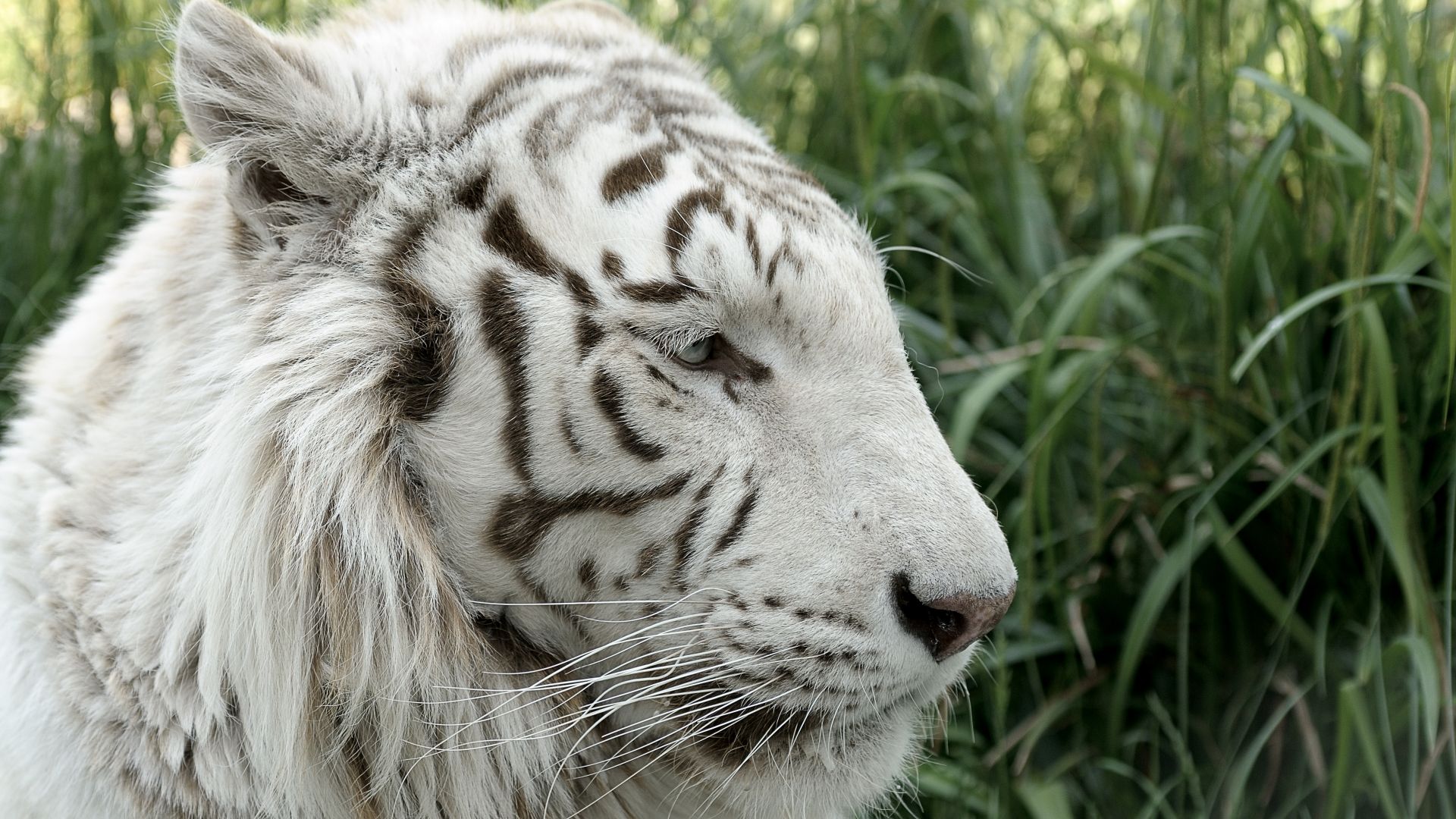 Tigre de siberie : taille, description, biotope, habitat, reproduction