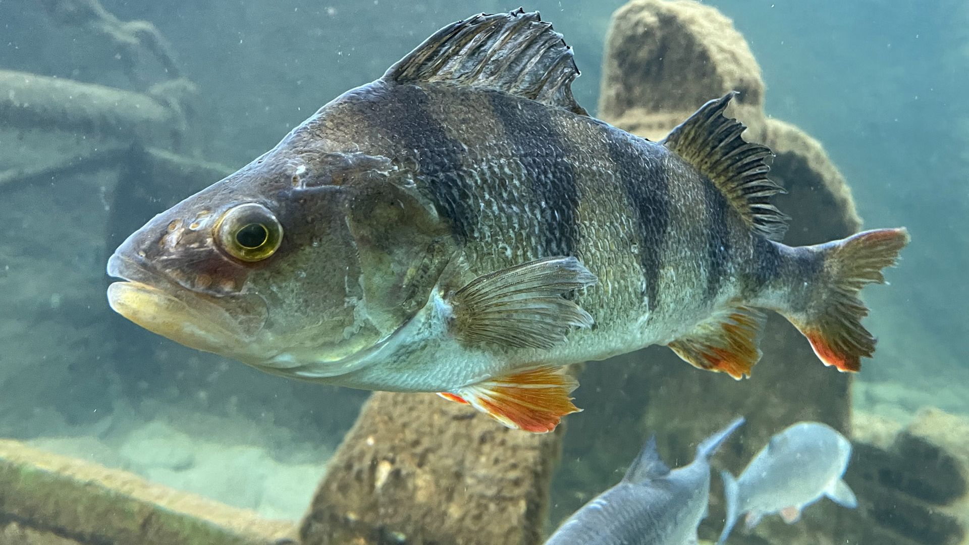 Perche : taille, description, biotope, habitat, reproduction