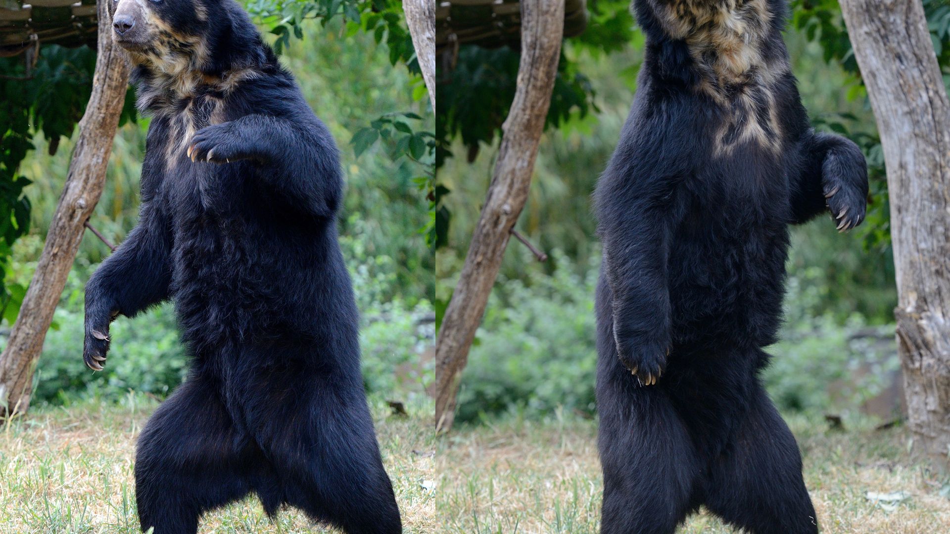 Ours noir : taille, description, biotope, habitat, reproduction