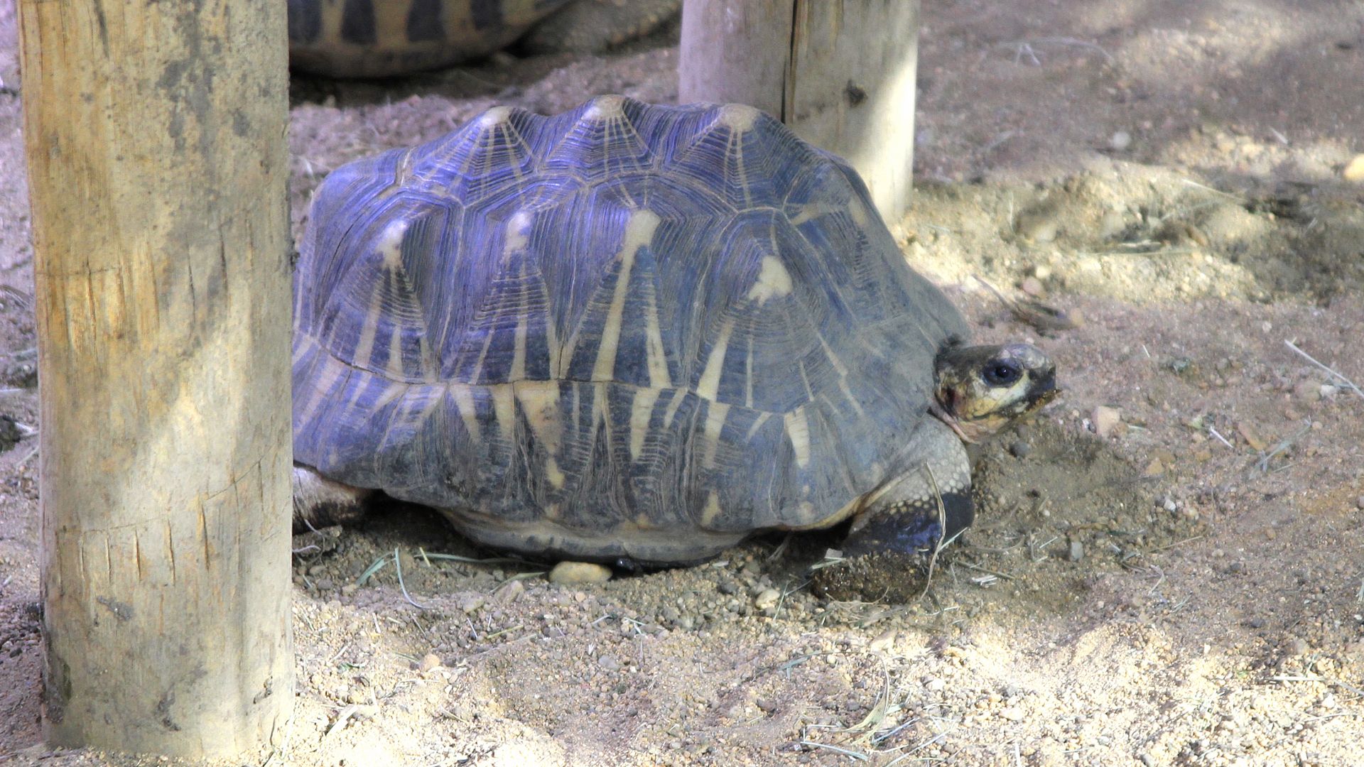 Tortue rayonnee : taille, description, biotope, habitat, reproduction