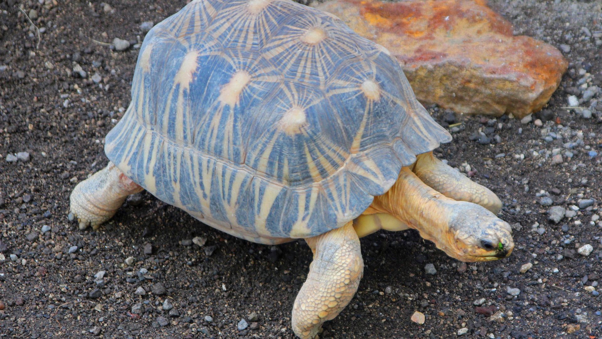 Tortue rayonnee : taille, description, biotope, habitat, reproduction