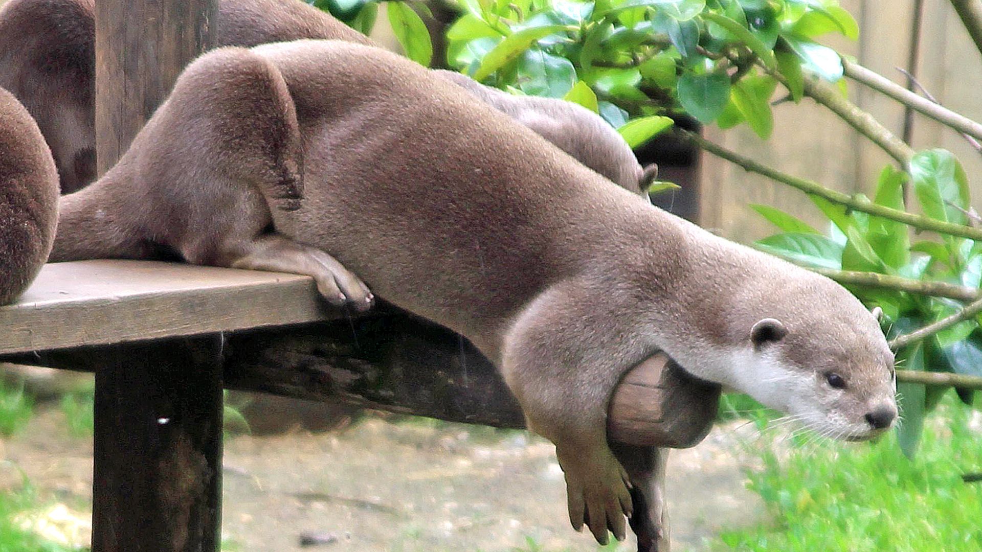 Loutre a pelage lisse : taille, description, biotope, habitat