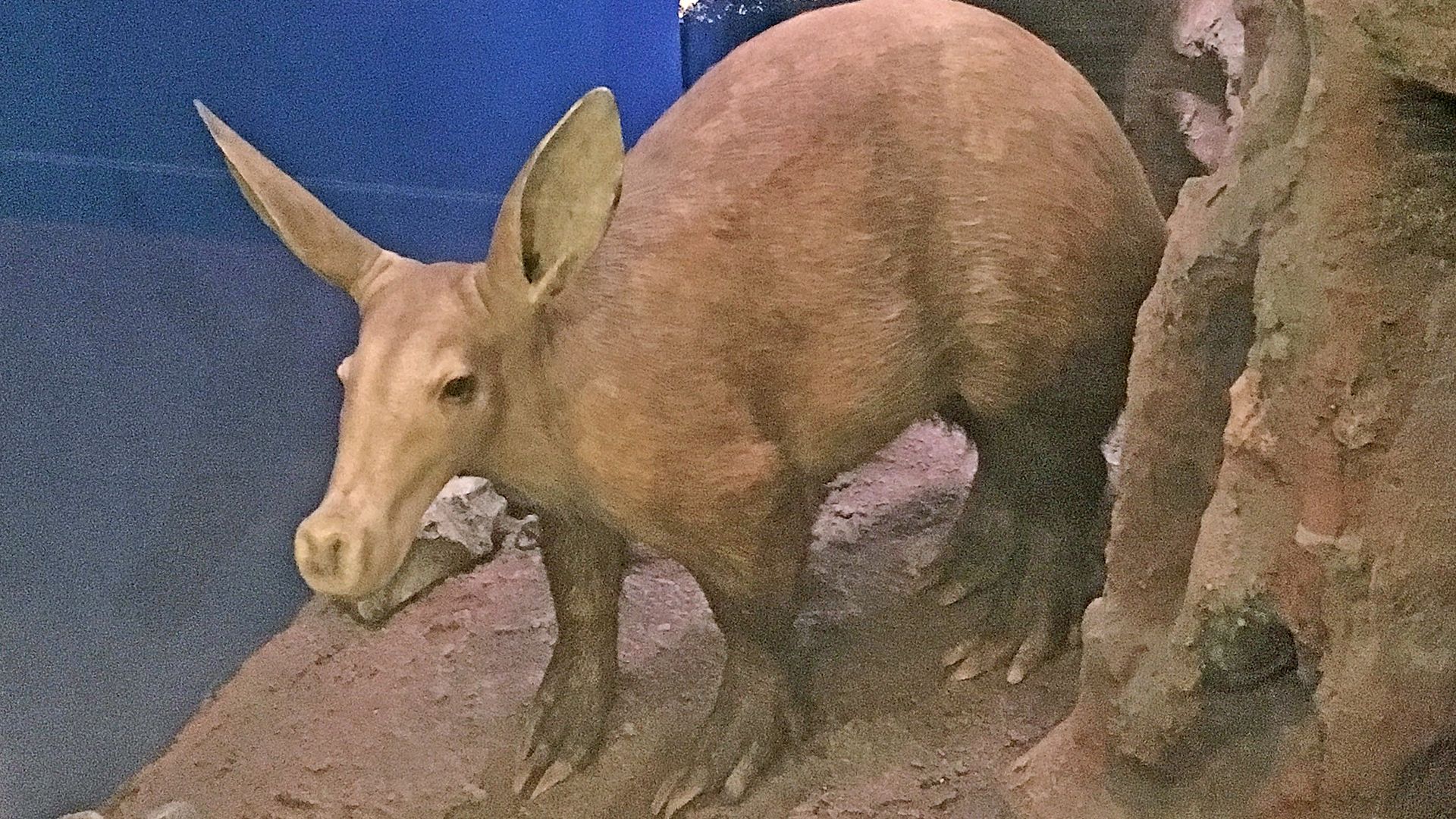 de 30 ANIMAUX de la FORÊT IENNE avec PHOTOS !