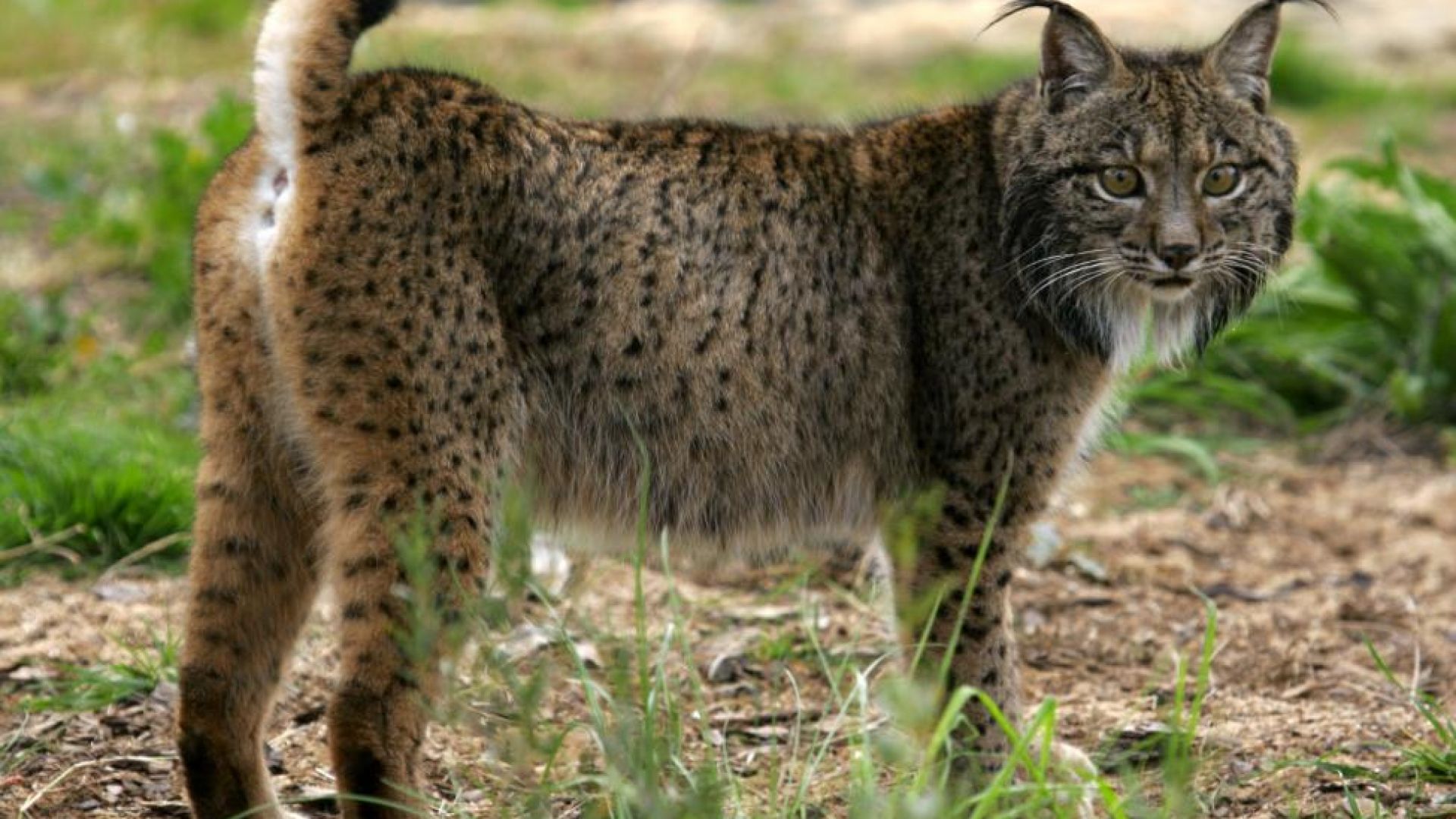 Le lynx au bord de l'extinction en France