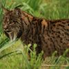 Lynx iberique : taille, description, biotope, habitat, reproduction