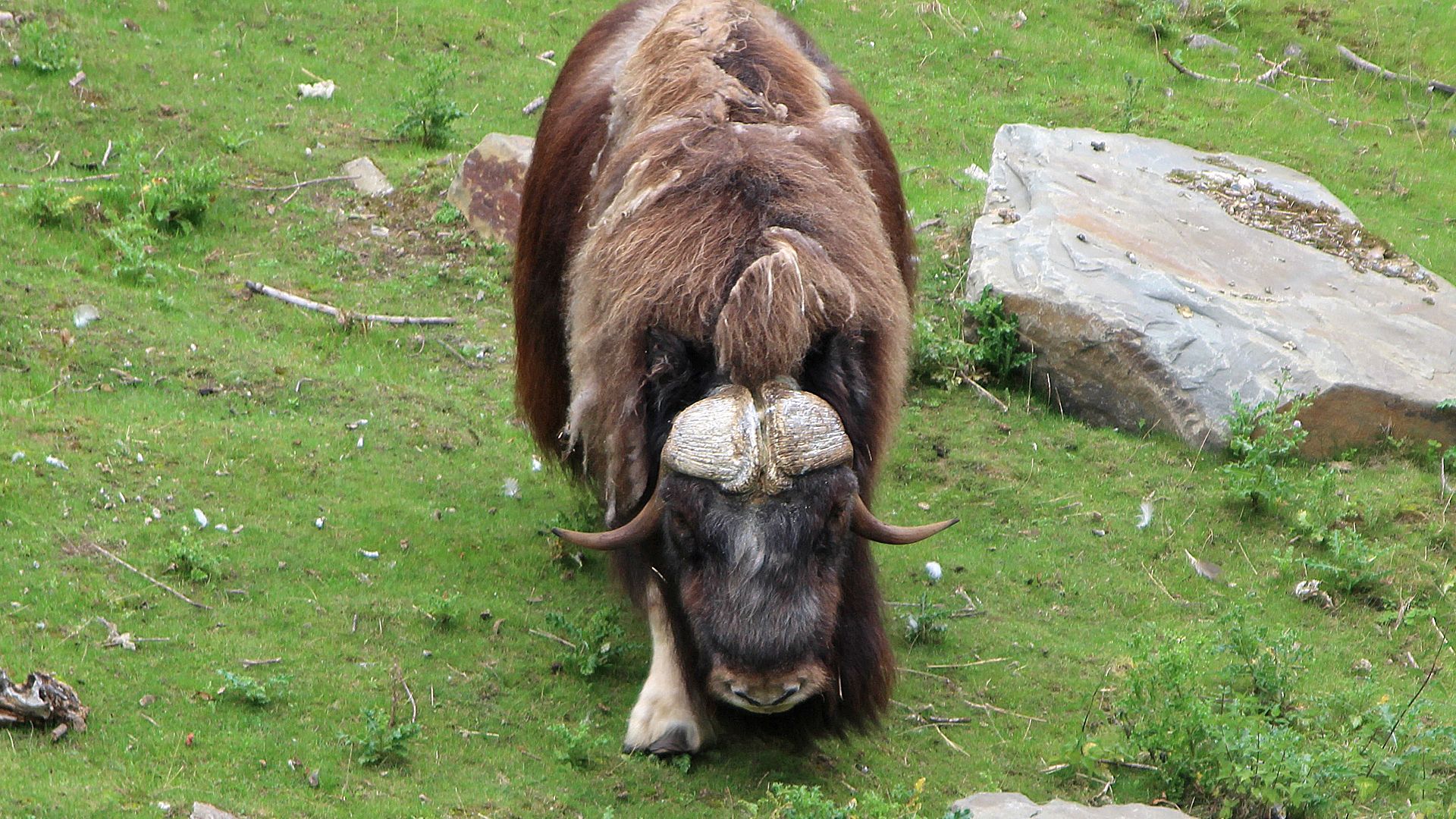 Boeuf musque : taille, description, biotope, habitat, reproduction