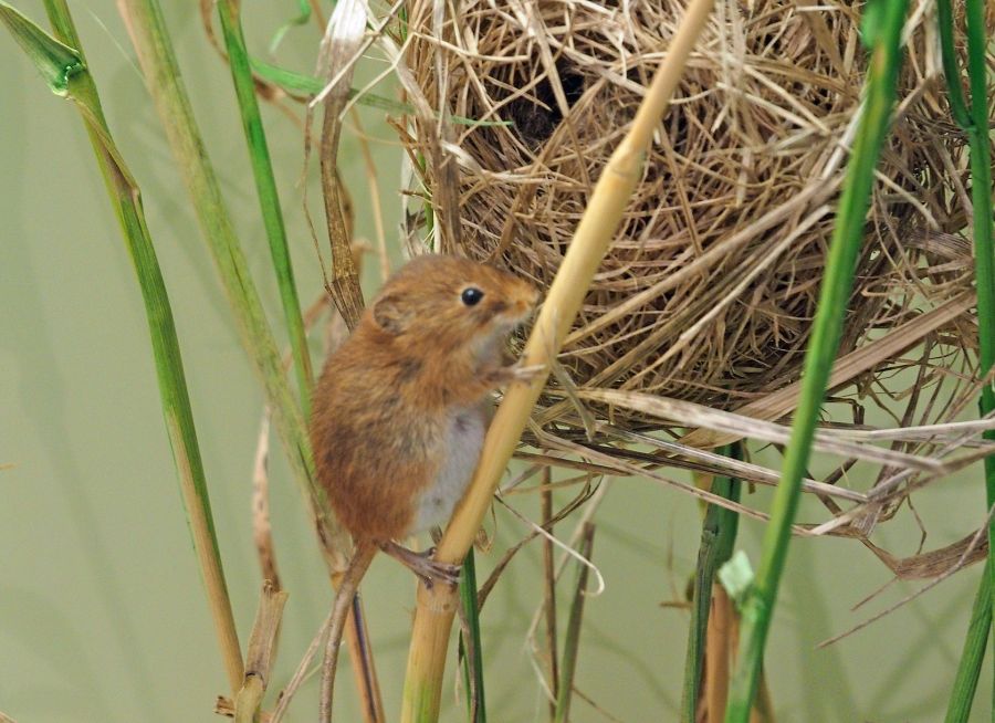 Lion : taille, description, biotope, habitat, reproduction