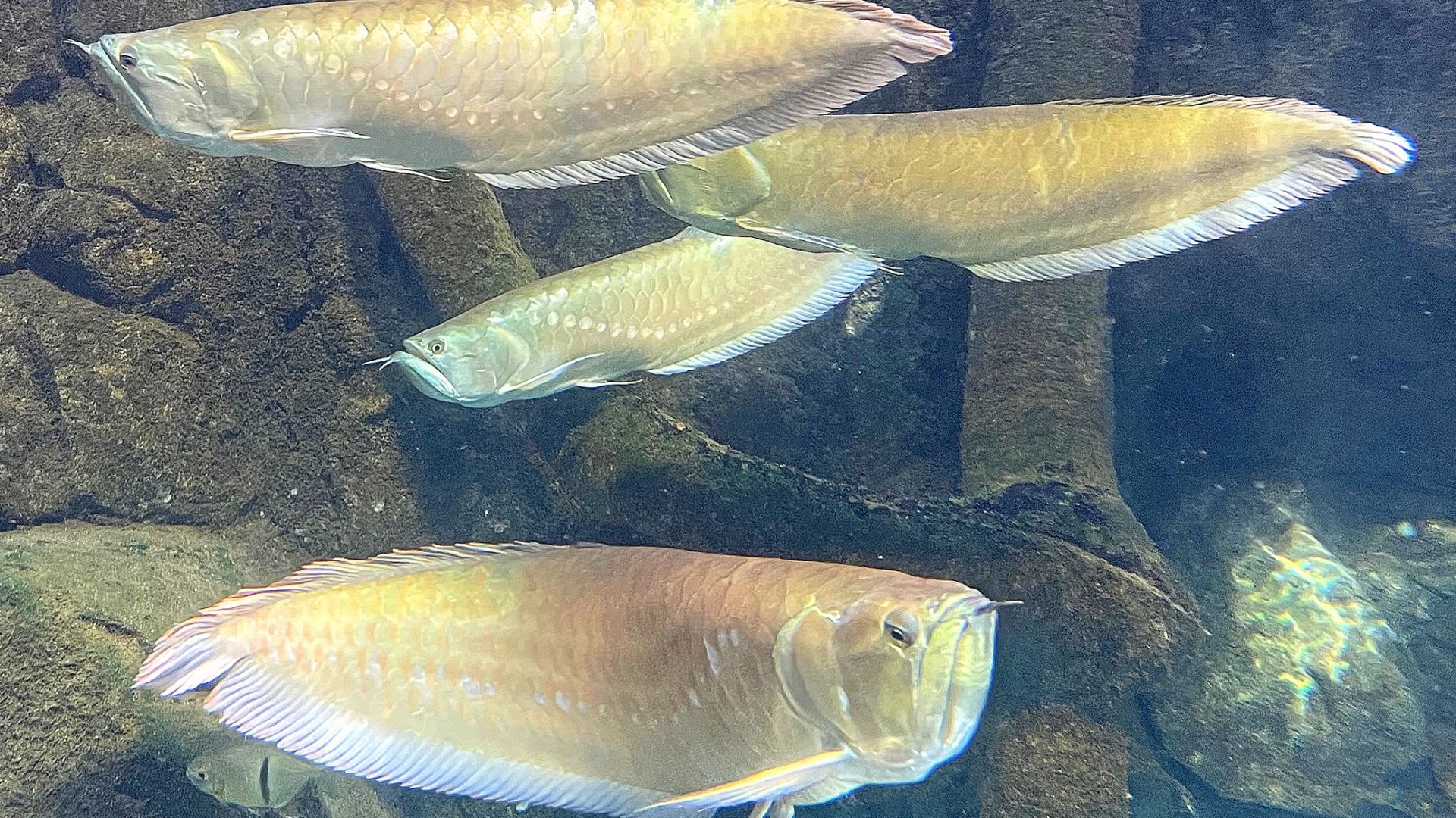 Arowana argenté • Osteoglossum bicirrhosum • Fiche poissons