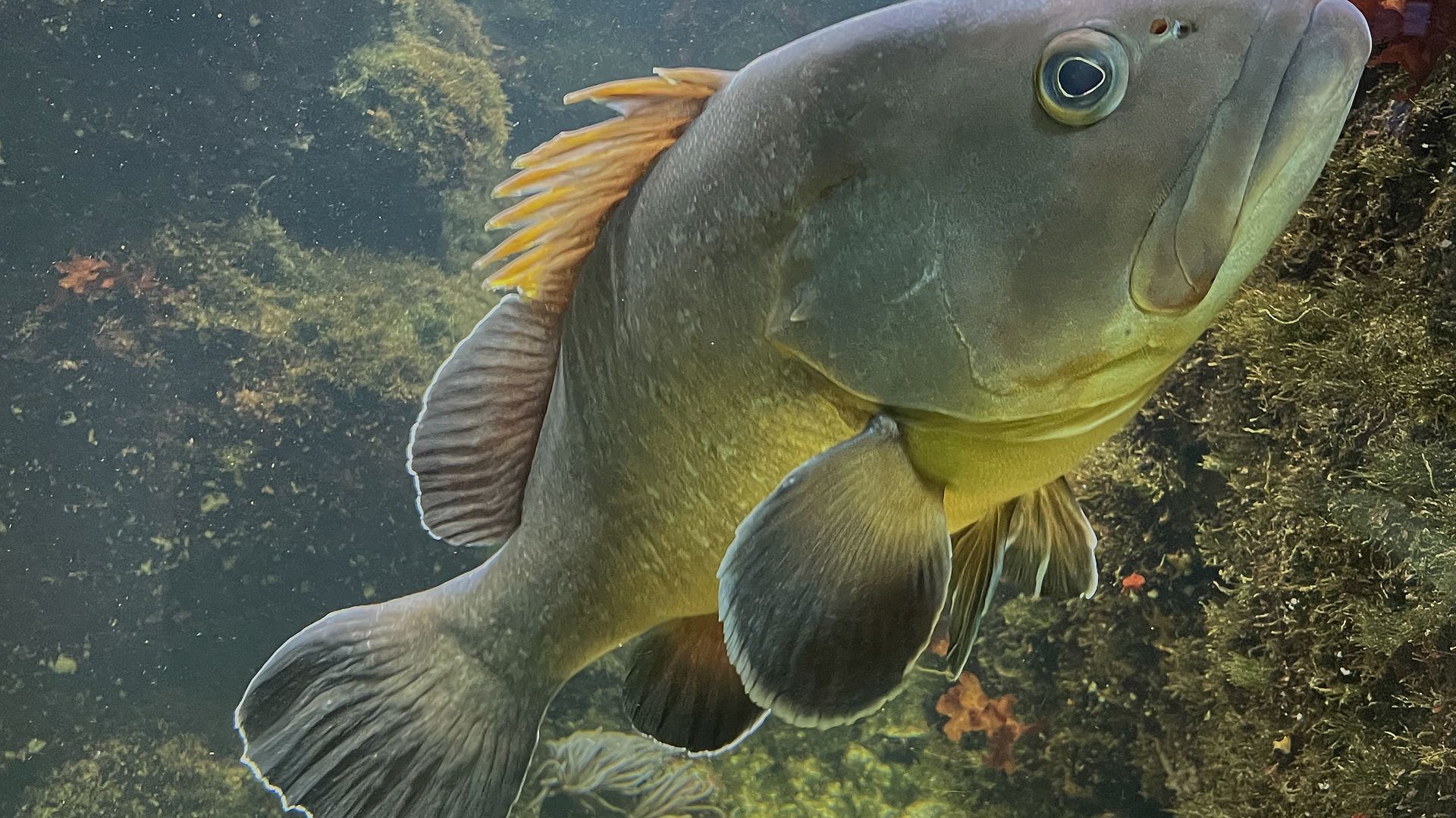 Chasse sous-marine en Provence - Les autres poissons