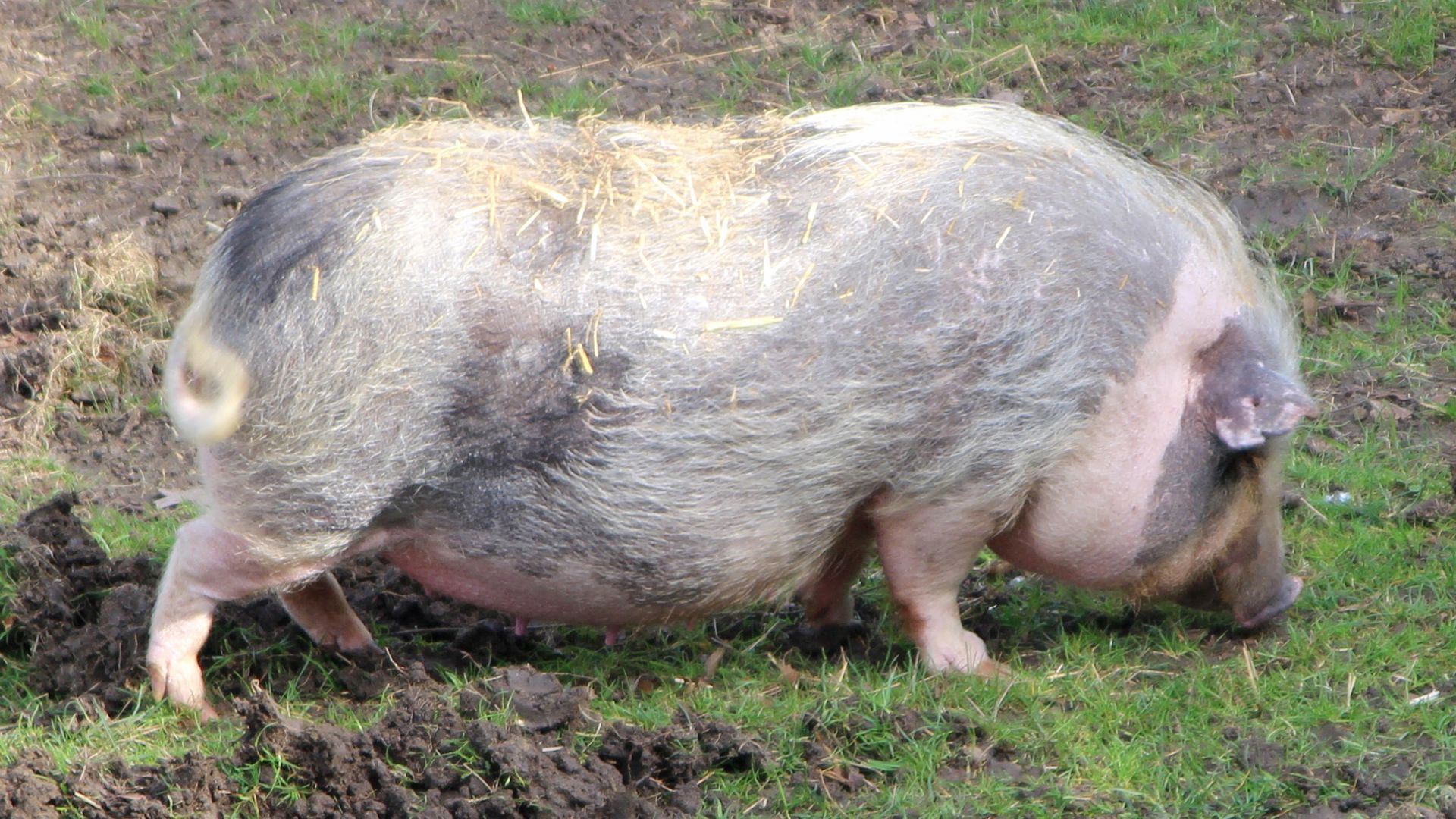 Cochon nain de gottingen : taille, description, biotope, habitat,  reproduction