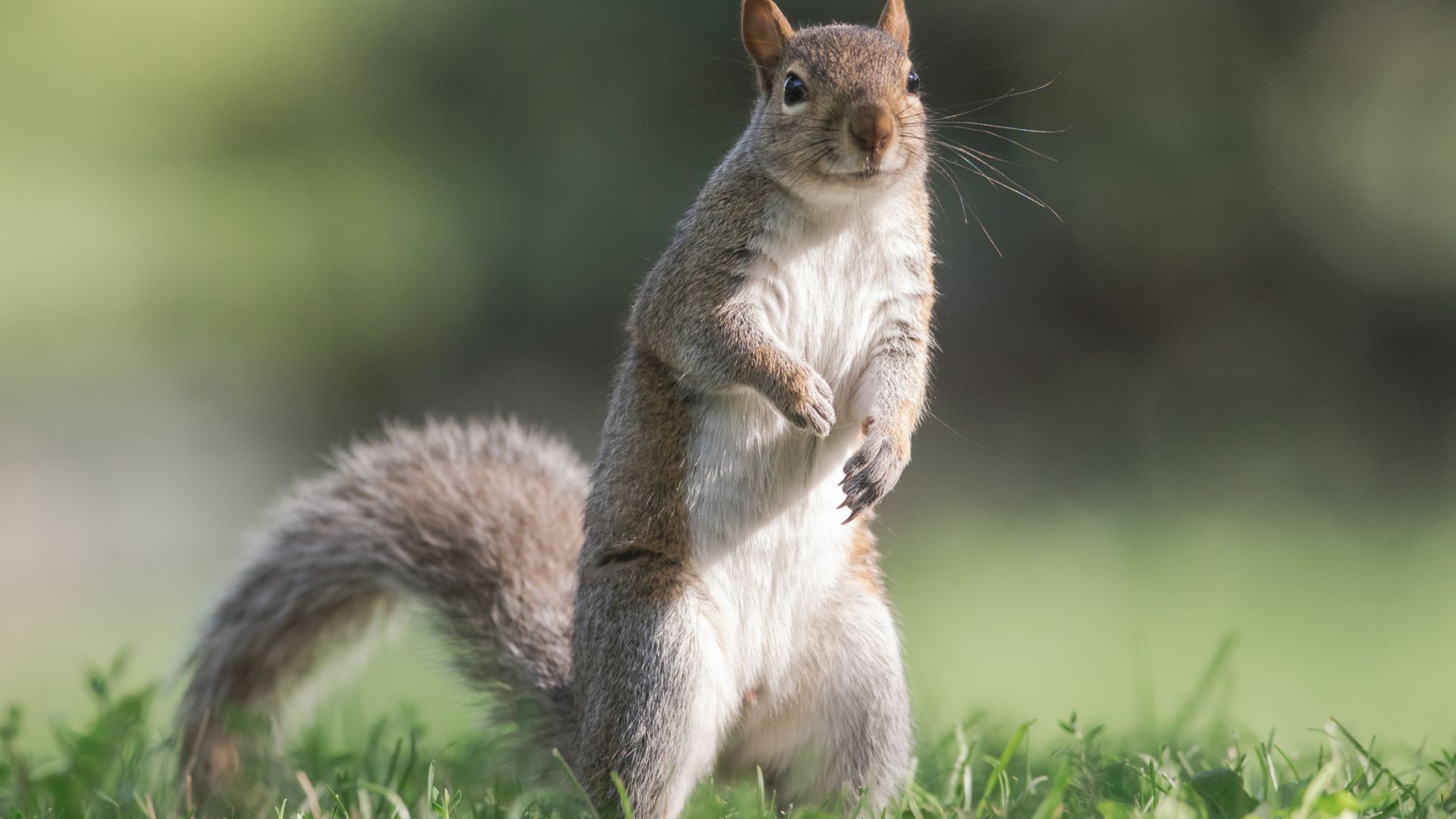 Aster Crowley ⨳ sombre litanie dans un corps de chair Ecureuil-gris-sciurus-carolinensis-eric-penet-xl