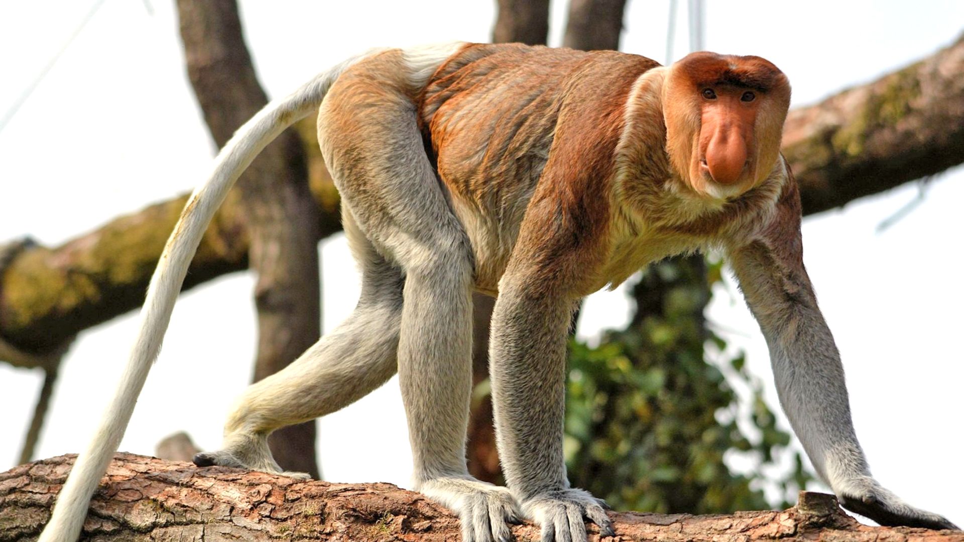 17 singes rarissimes volés dans un zoo