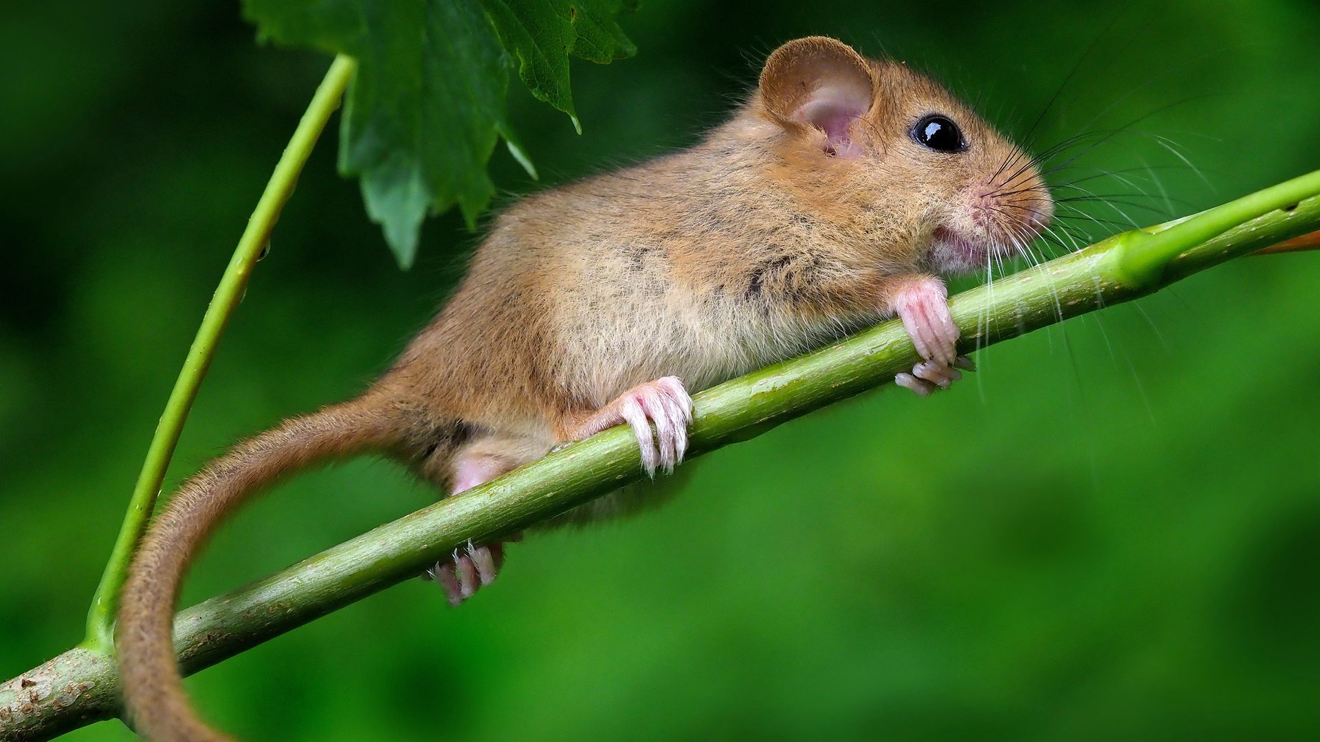 Le lérot, petit animal cousin du loir et rongeur nocturne