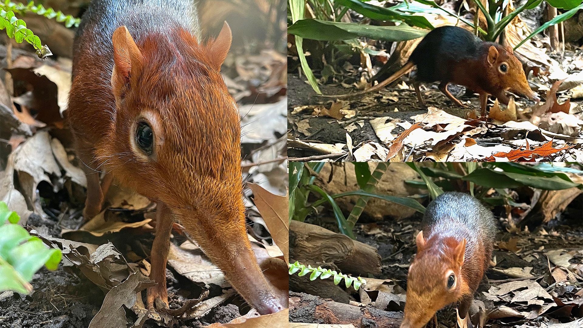 5 animaux qui ne vivent qu'en Afrique