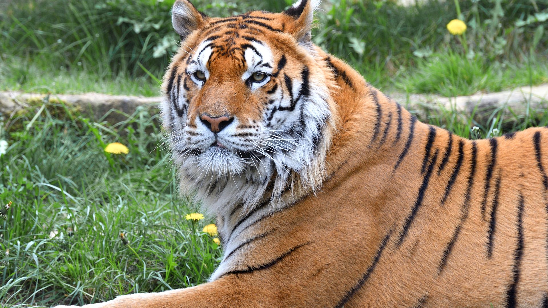 Tigre de siberie : taille, description, biotope, habitat, reproduction