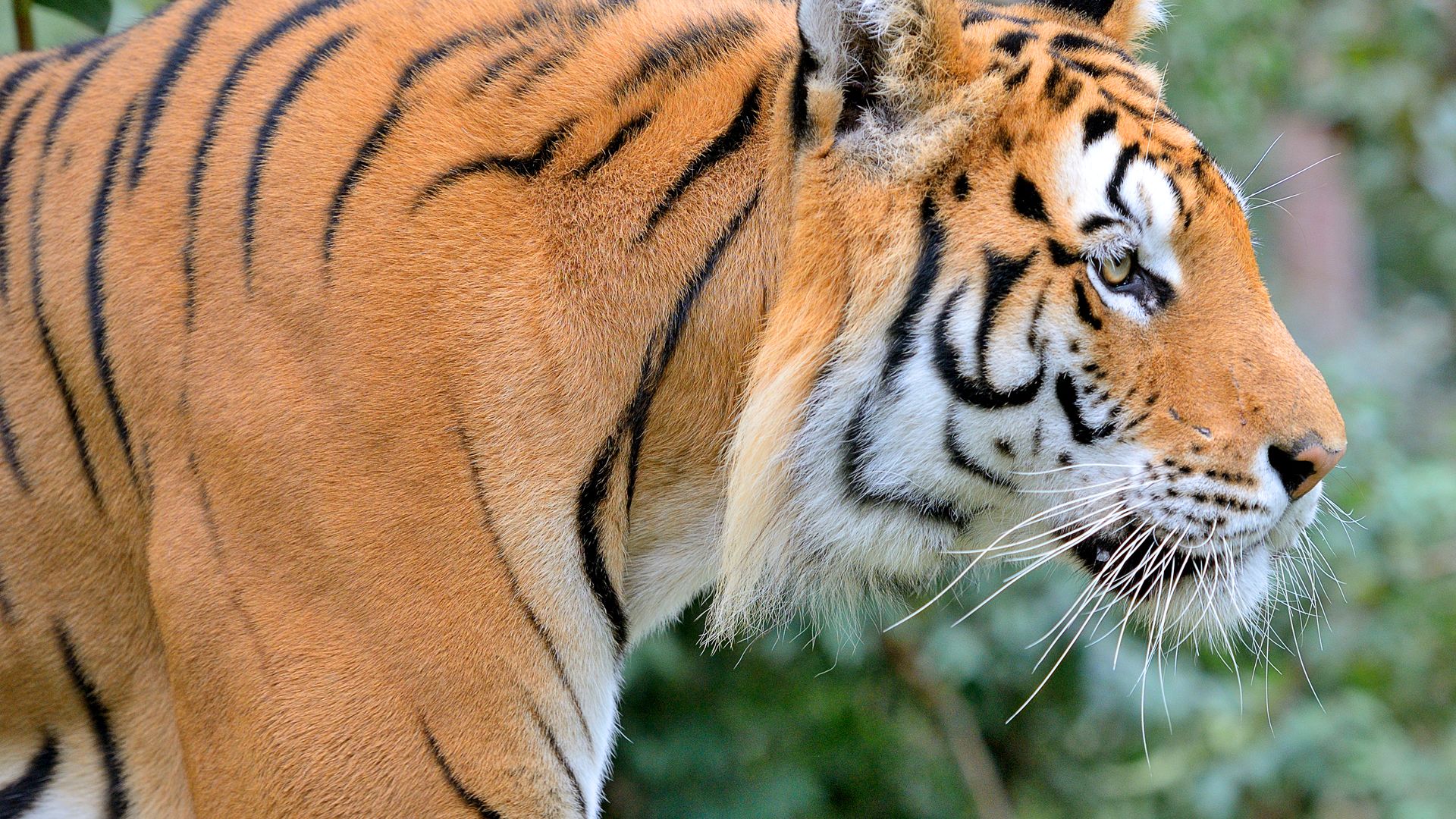 Tigre de siberie : taille, description, biotope, habitat, reproduction