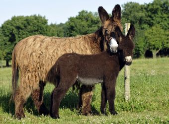 Photo ASINERIE DU BAUDET DU POITOU