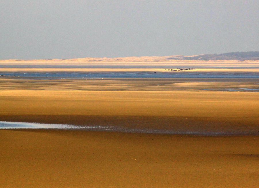 Photo de marée basse dans la Baie de Somme lieux de nombreuses sorties balades nature pour l'observation d'oiseaux et phoques