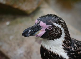 Photo BIOTROPICA LES JARDINS ANIMALIERS