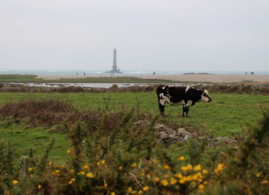Photo d'une vache devant le phare de la Presqu'île de la Hague, balade nature à Auderville dans la Manche
