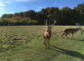 Photo ECOUTE DU BRAME DU CERF ARLET