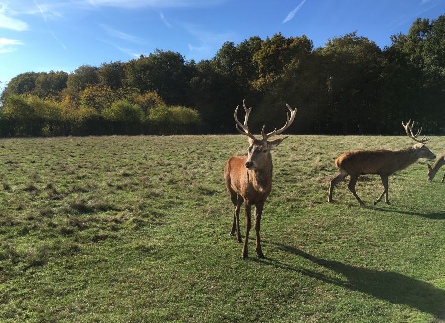 Photo de deux cerfs élaphes illustrant l'écoute du brame du cerf à Arlet en Haute-Loire