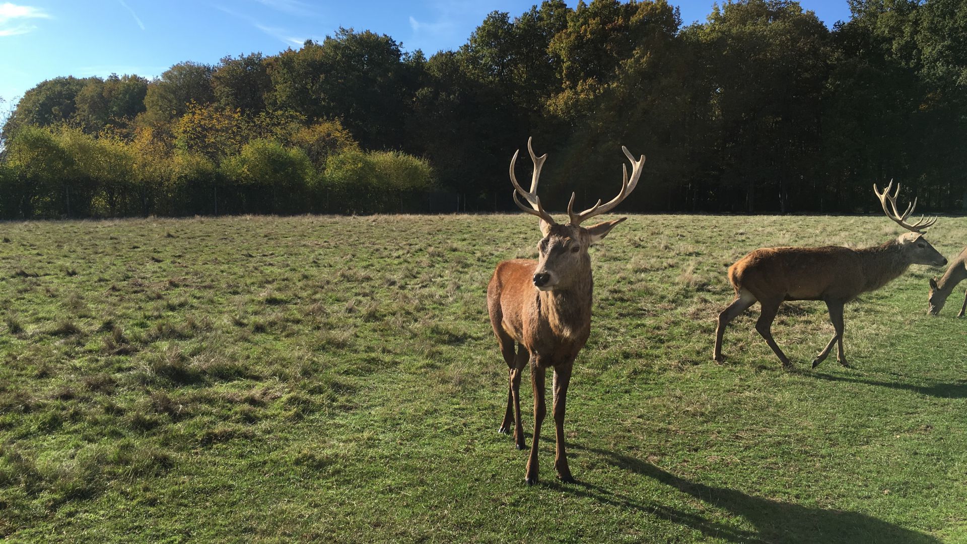 ECOUTE DU BRAME DU CERF ARLET  2023 horaires, tarifs, animaux à voir