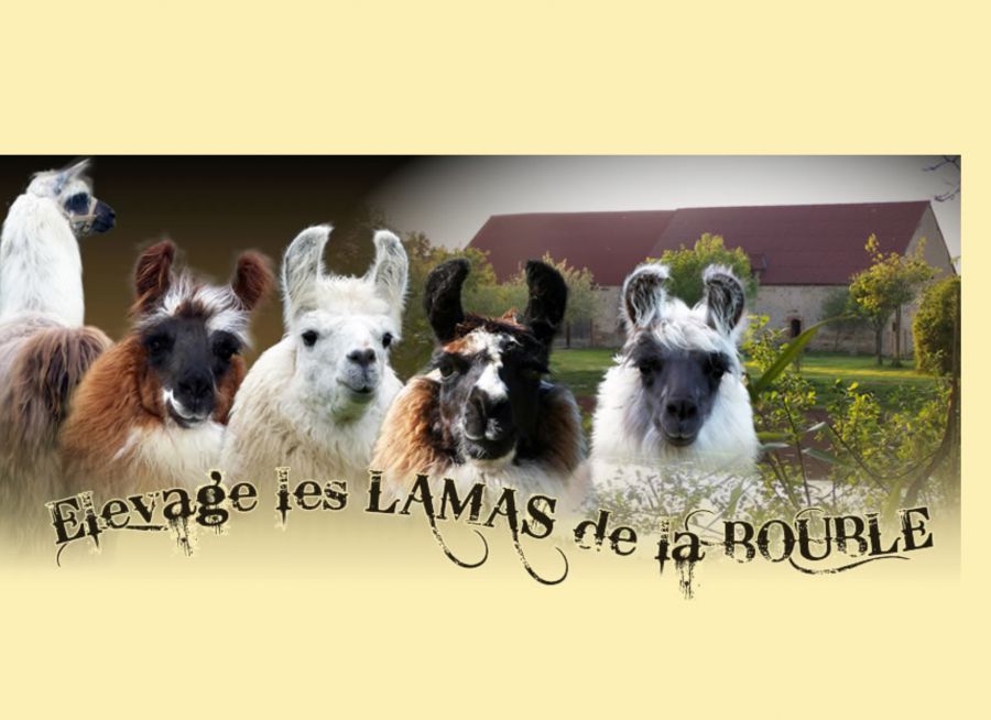 Photo de présentation de l'élevage les lamas de la Nouble à Limoise dans l'Allier