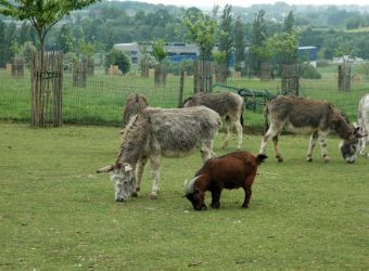 Photo FERME DU ZOO