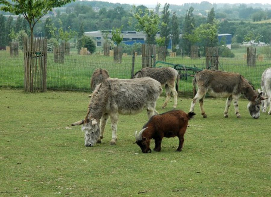 Photo d'ânes et chèvre de la Ferme du Zoo à Maubeuge dans le Nord
