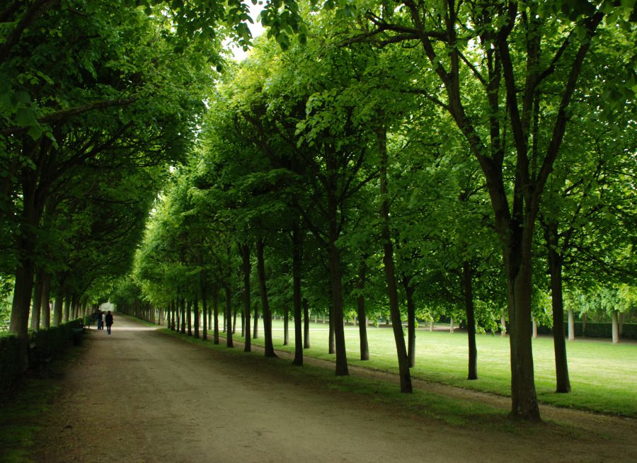 Image d'une allée boisée des jardins du château de Compiègne dans l'Oise