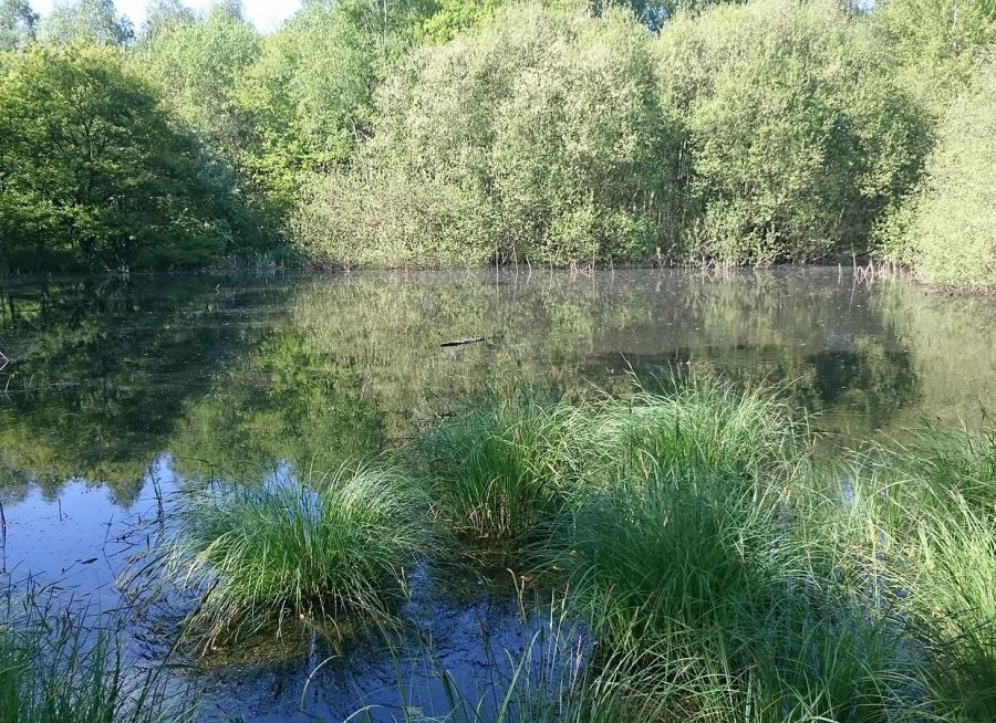 Photo d'un étang dans la forêt de Notre-Dame dans le Val de Marne