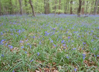 Photo FORET DE SAINT-GERMAIN-EN-LAYE