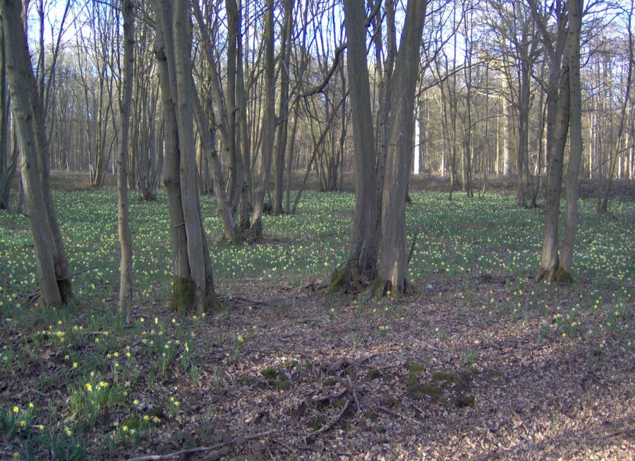 Photo de jonquilles dans la forêt de Sénart dans l'Essonne