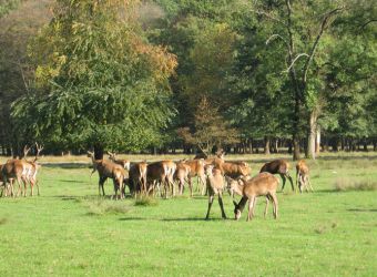 Photo JARDIN ET PARC ANIMALIER DU DOMAINE DE VIZILLE