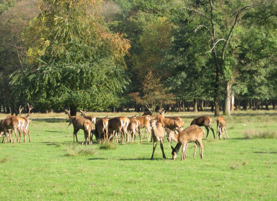 Photo de cerfs et biches dans le Jardin et Parc Animalier du Domaine de Vizille en Isère