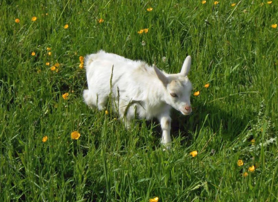 Photo d'un chevreau à la Jeux Découvre la Ferme, ferme pédagogique à Signe-le-Petit dans les Ardennes