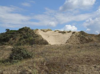 Photo LA DUNE DU PERROQUET