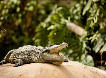 Photo LA FERME AUX CROCODILES