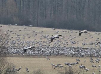 Photo LA FERME AUX GRUES DU BOCAGE CHAMPENOIS