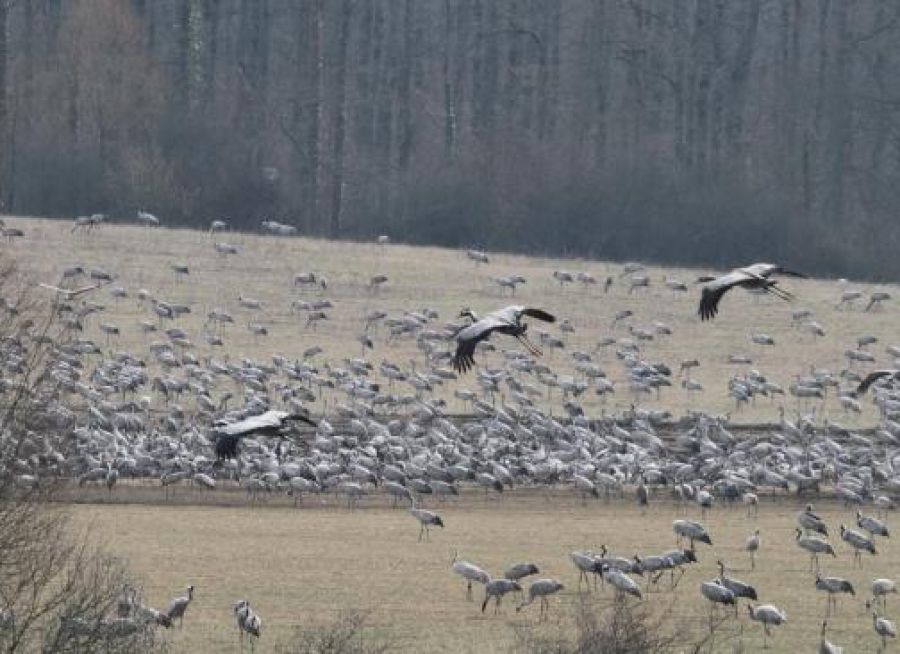 Photo d'un regroupement de grues cendrées à proximité du Lac du Der dans la Marne