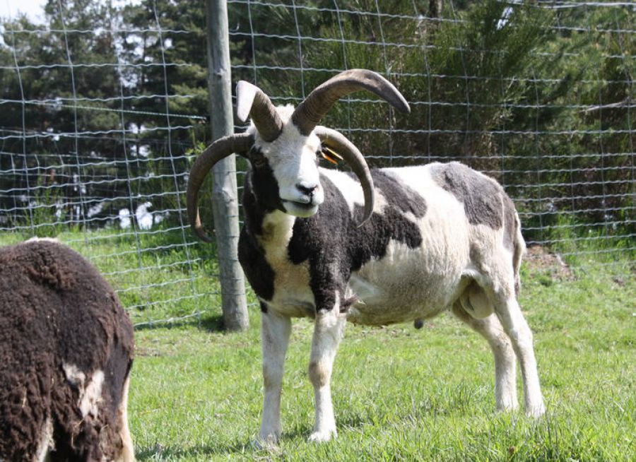 Photo d'un mouton de race loaghtan à la Ferme du Fiougage à Saint-Amans en Lozère