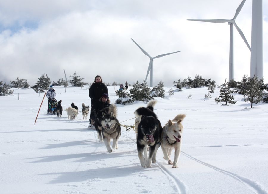 Photo d'un attelage de chiens de traineaux à La Vallée d'Amarok, parc animalier à Saint-Cirgues-en-Montagne en Ardèche