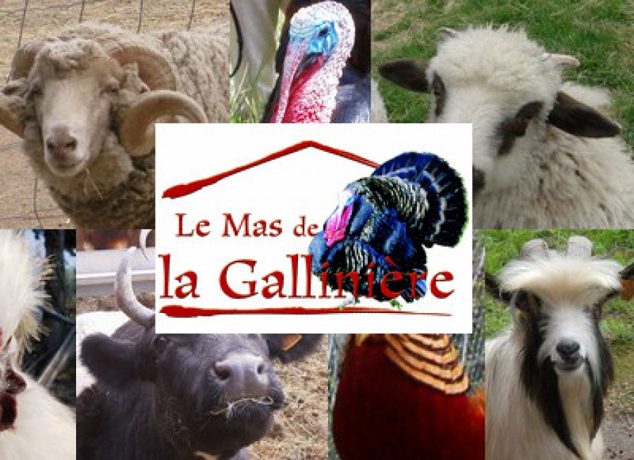 Photos d'animaux de la ferme et logo du Mas de la Gallinière, ferme pédagogique à Roquemaure dans le Gard